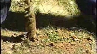 Humix video