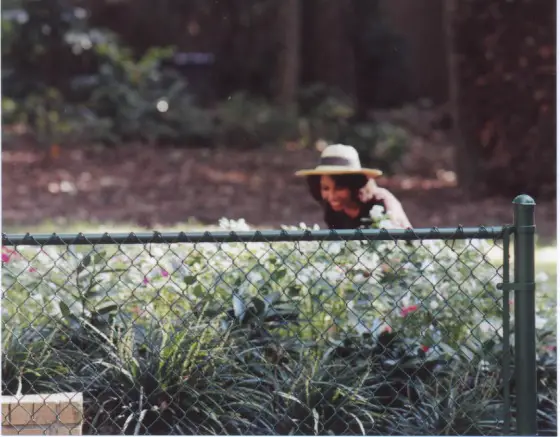 chain link fence