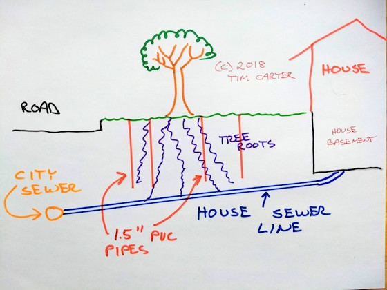 tree roots sewer line sketch