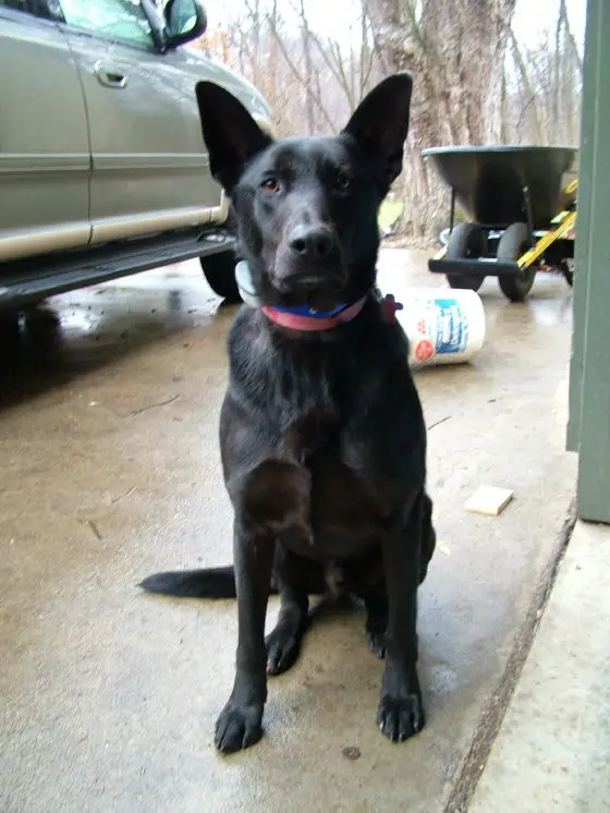 Cinder wearing invisible fence collar