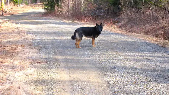 How To Build a Gravel Driveway | AsktheBuilder.com