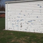 Hail Damage on siding