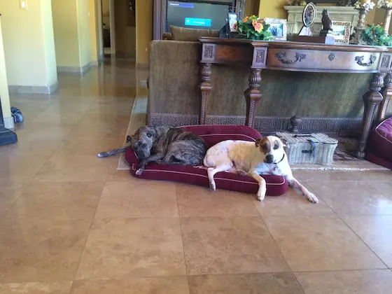 Here are the two dogs that need to be warm. Photo credit: Anonymous man Phoenix, AZ