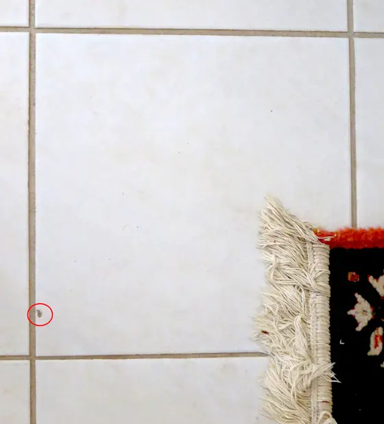 See the small circled area where the white tile is chipped? This can be repaired in less than an hour! Photo Credit: Andrew Vous