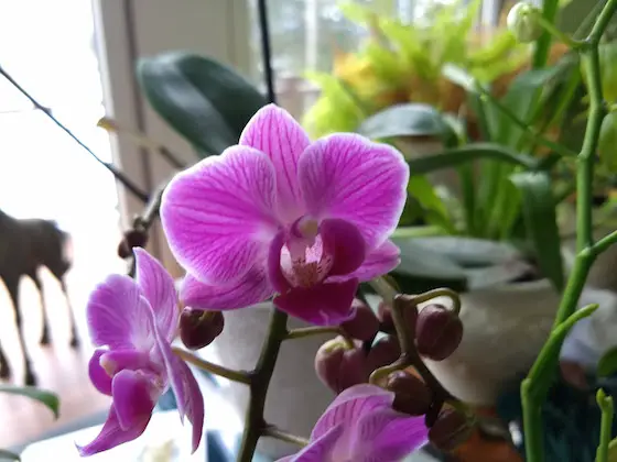 purple orchid