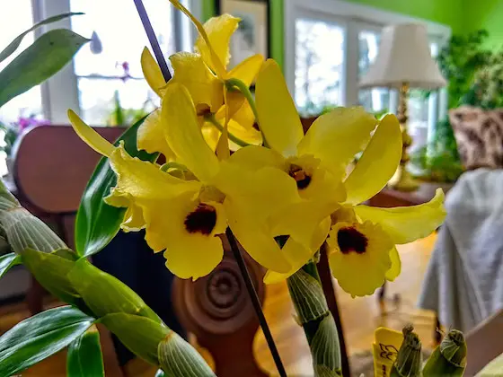 yellow orchid