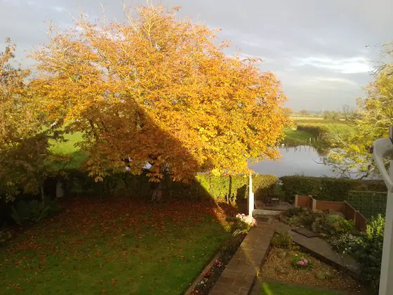 Horse Chestnut Tree