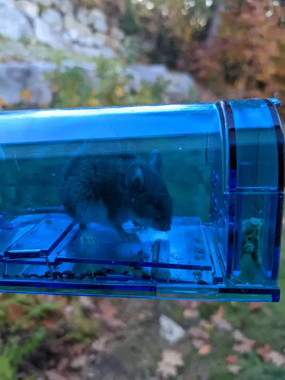 The Best Tips for Setting Up a Humane Mouse Trap in Your Home