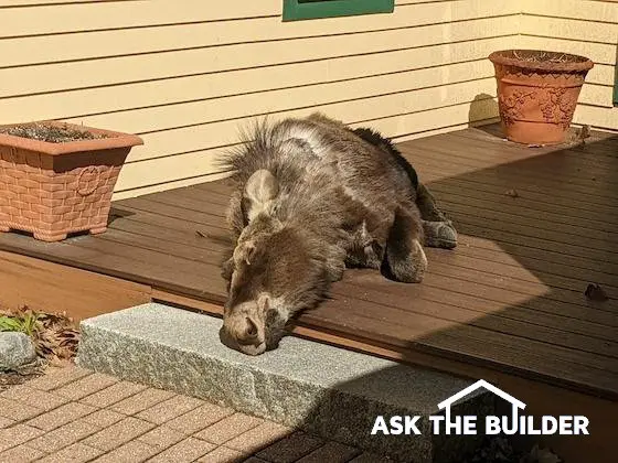 sleeping yearling moose