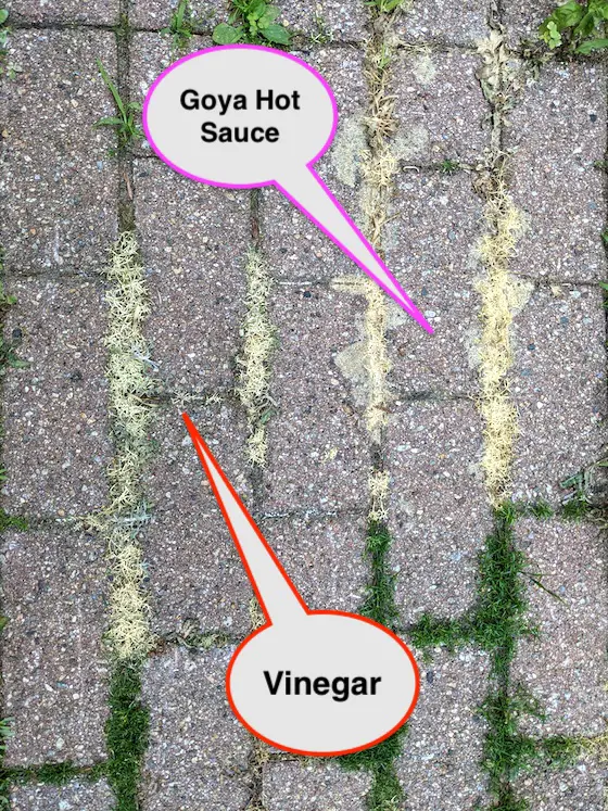 vinegar weed killer