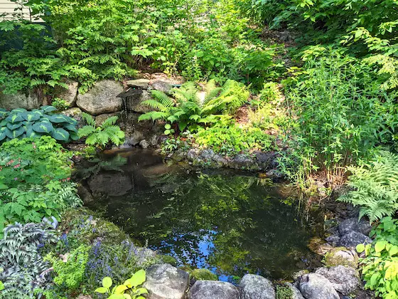 garden pond in NH