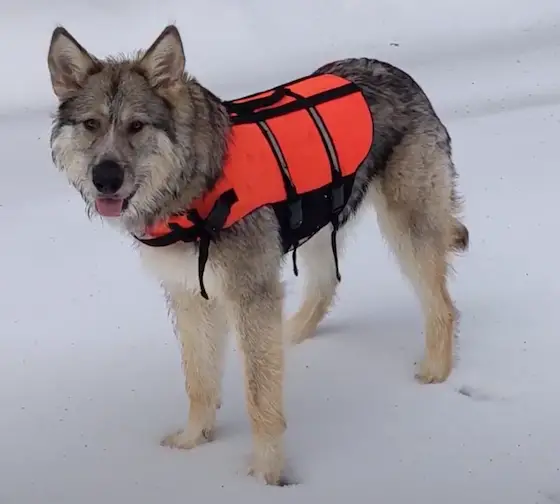 american dirus dog wolfdog