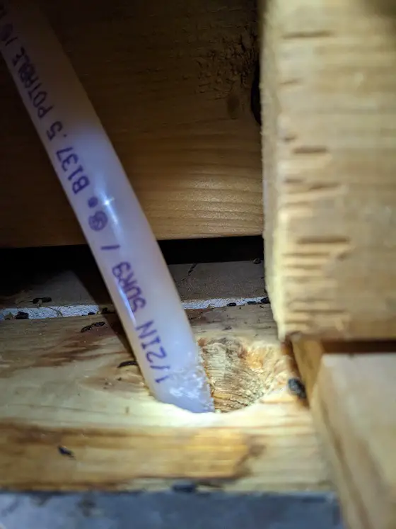 pex pipe gnawed by mouse passing through top wall plate