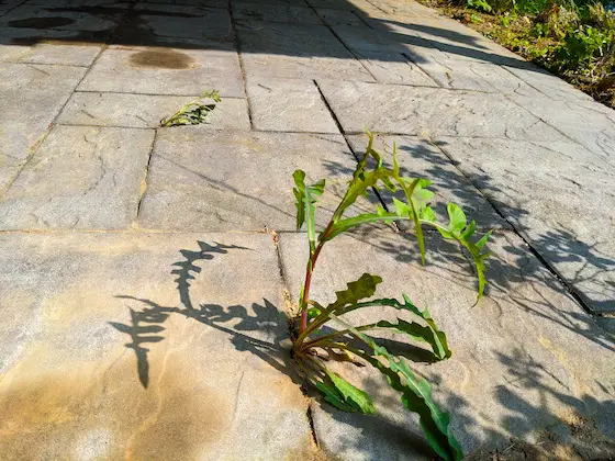 weeds growing through polymeric sand and concrete pavers