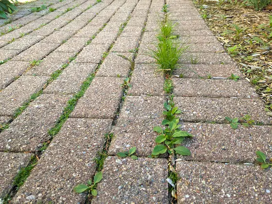 weeds growing in concrete paver bricks