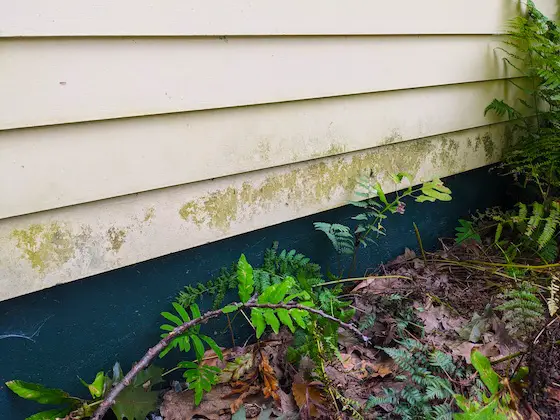 algae growing on house siding