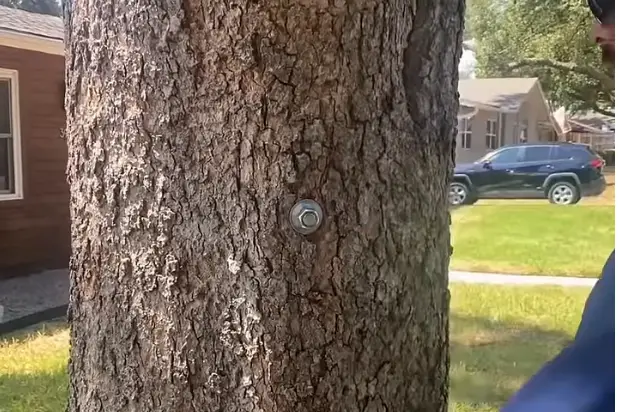1/2 inch threaded rod in tree