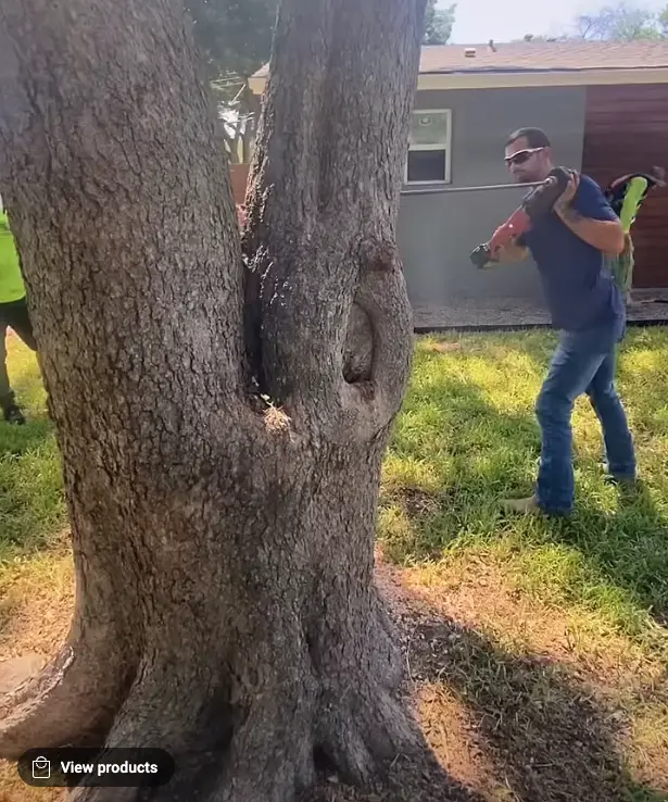 man drilling through tree