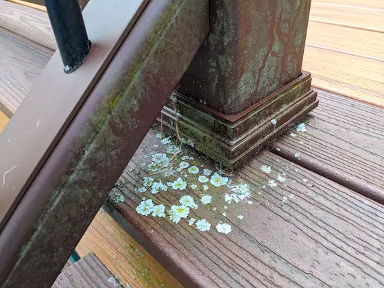 algae and lichens growing on composite decking