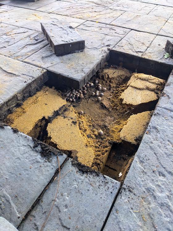 underground chipmunk cafeteria