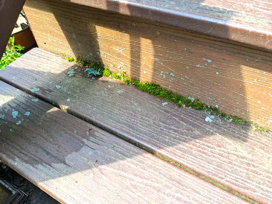 moss lichens algae on trex trancend decking