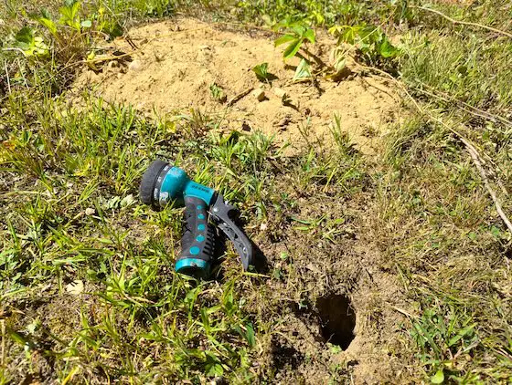 chipmunk den hole in soil